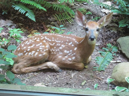 Hilltop Fawn